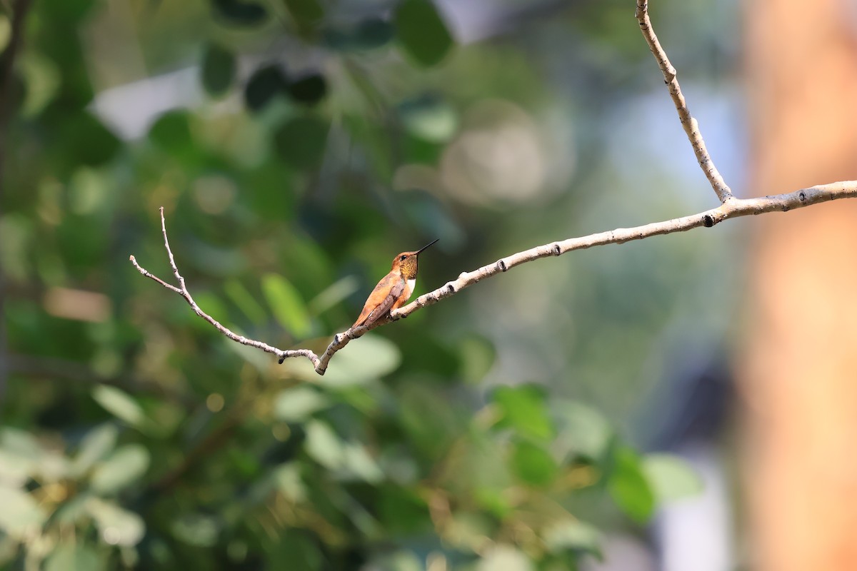 Rufous Hummingbird - ML639417713