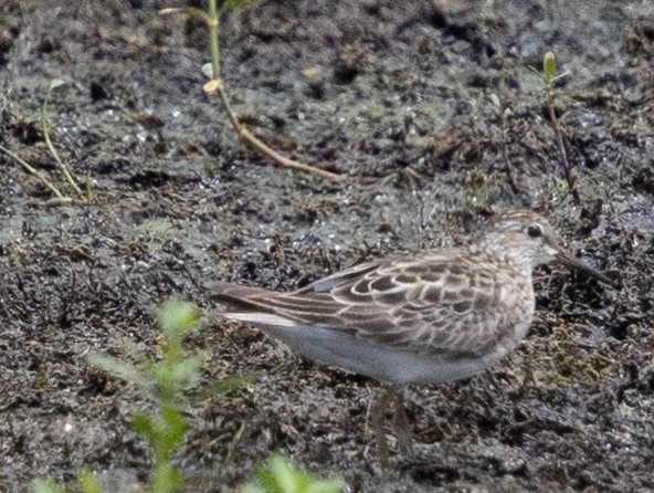 Least Sandpiper - ML639417809