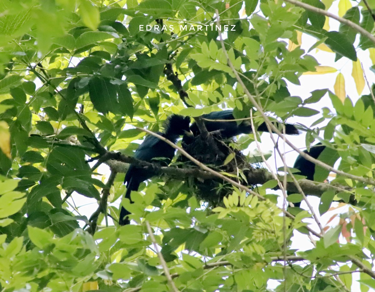 Bushy-crested Jay - ML639417840