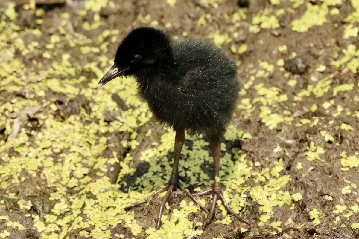 Virginia Rail - ML639417865