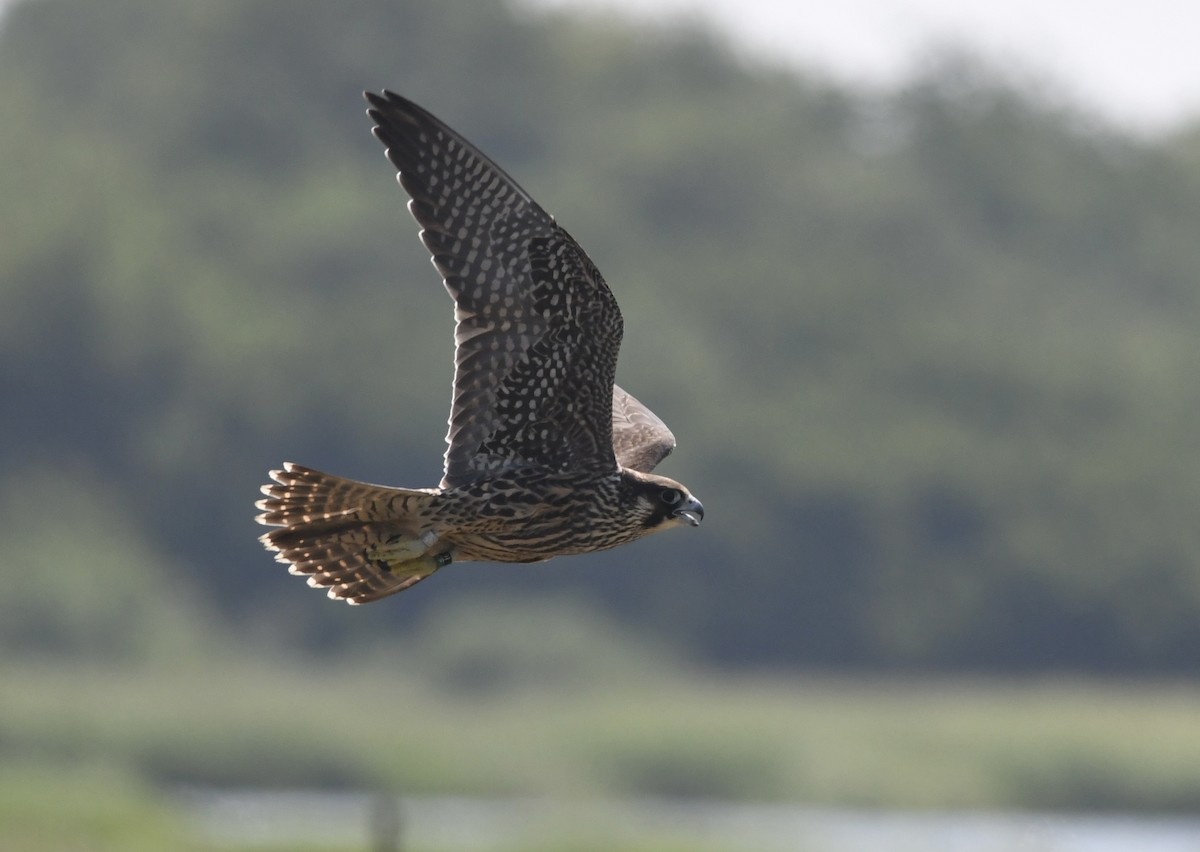 Эгэл шонхор - ML639417889