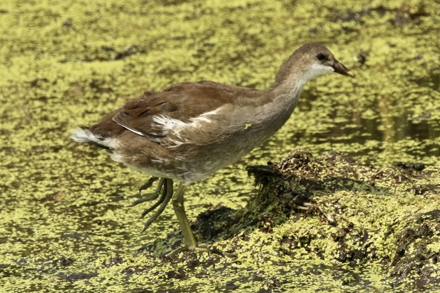 Common Gallinule - ML639417902