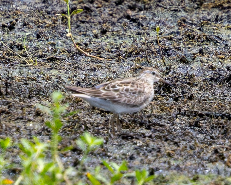 Least Sandpiper - ML639417926