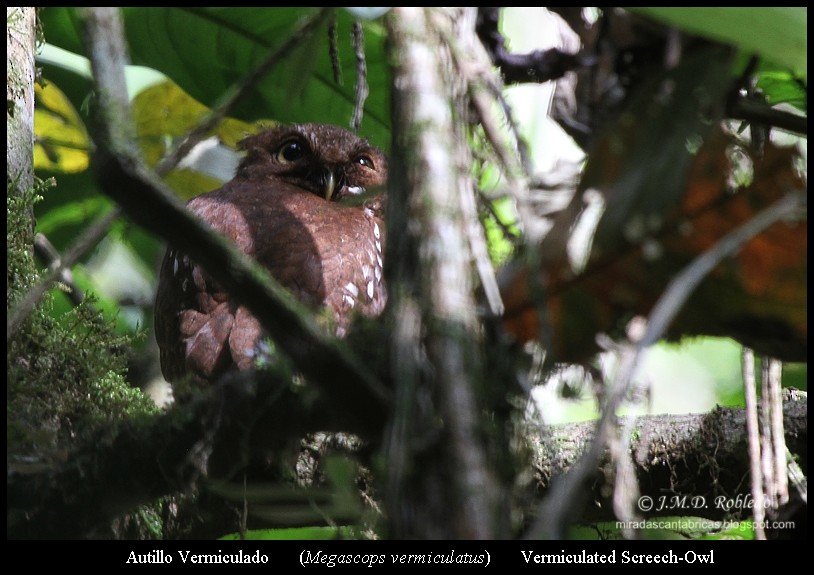 Middle American Screech-Owl - ML639417986