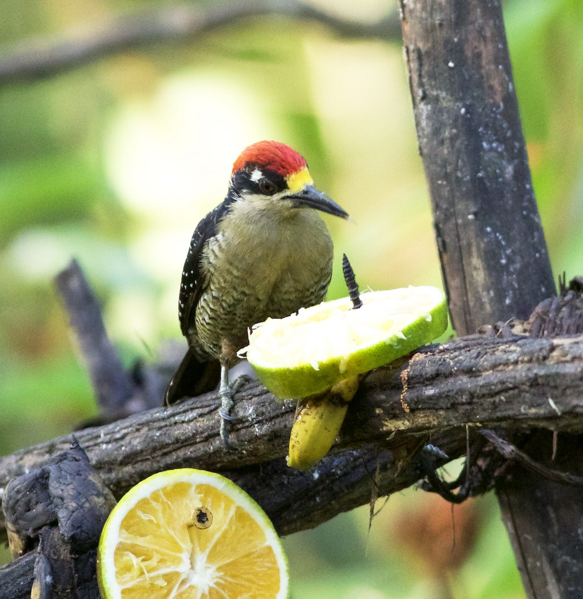 Black-cheeked Woodpecker - ML639417997