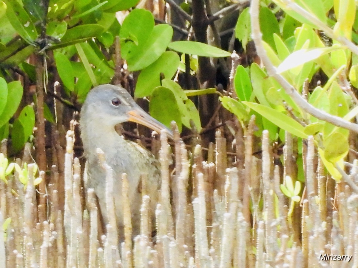 Clapper Rail - ML639418075