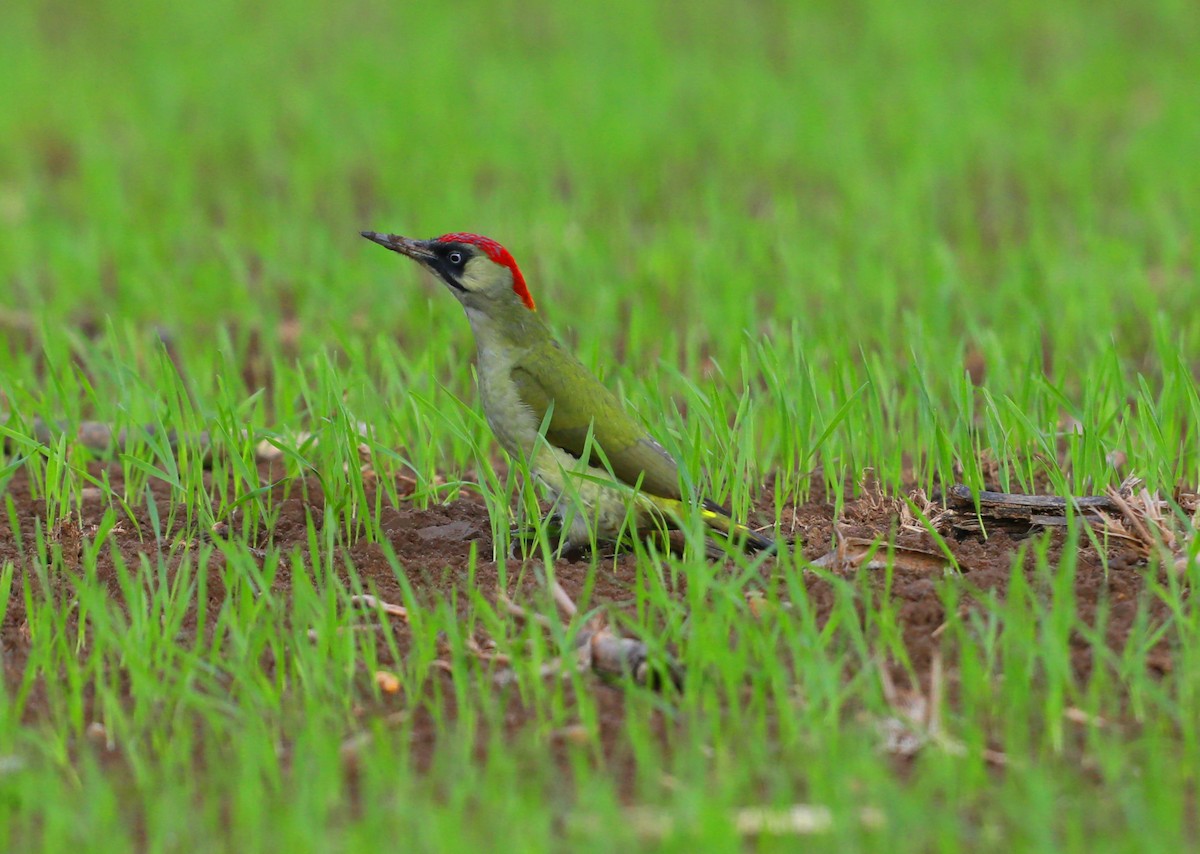 Eurasian Green Woodpecker - ML639418115