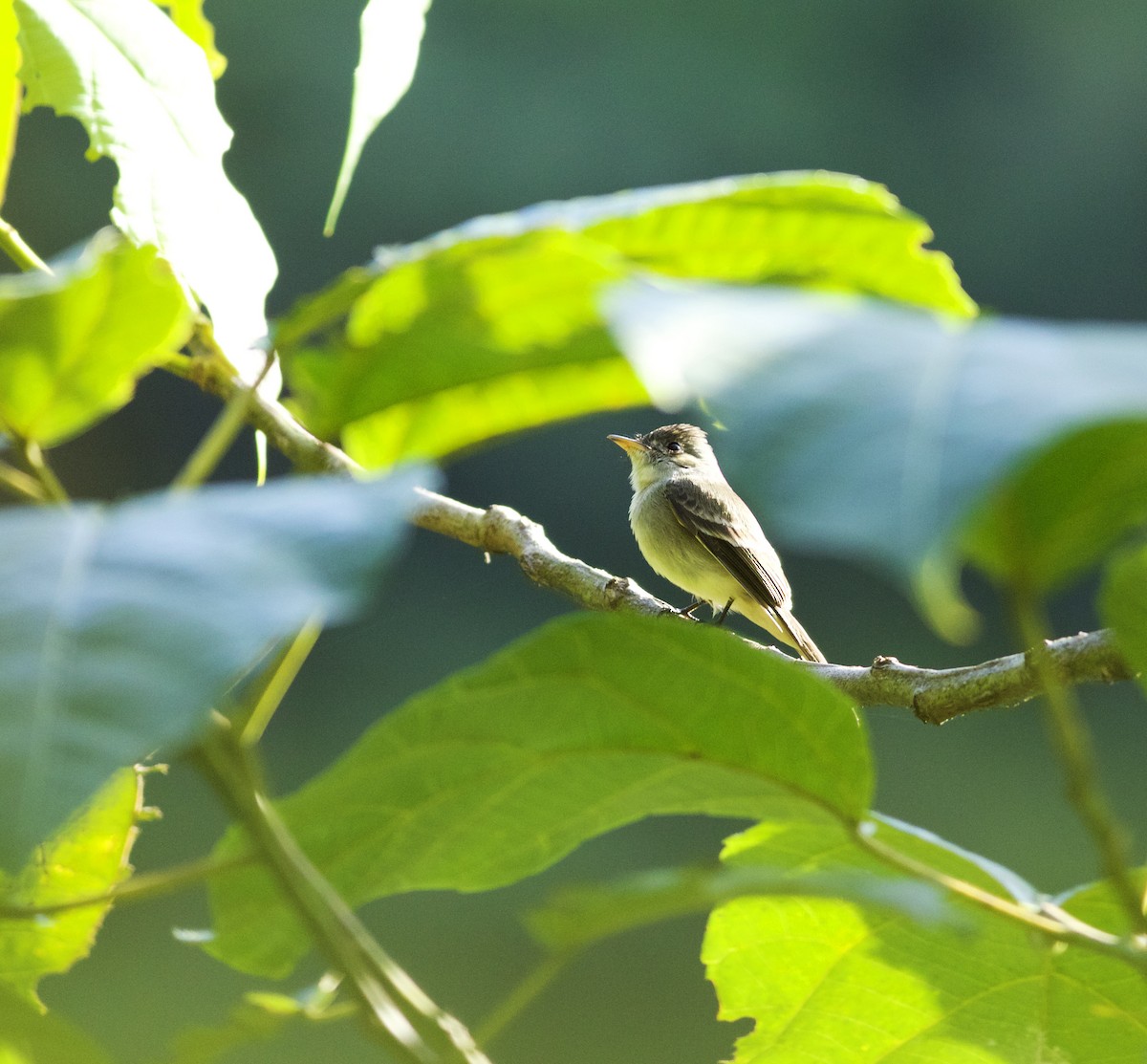 Northern Tropical Pewee - ML639418133