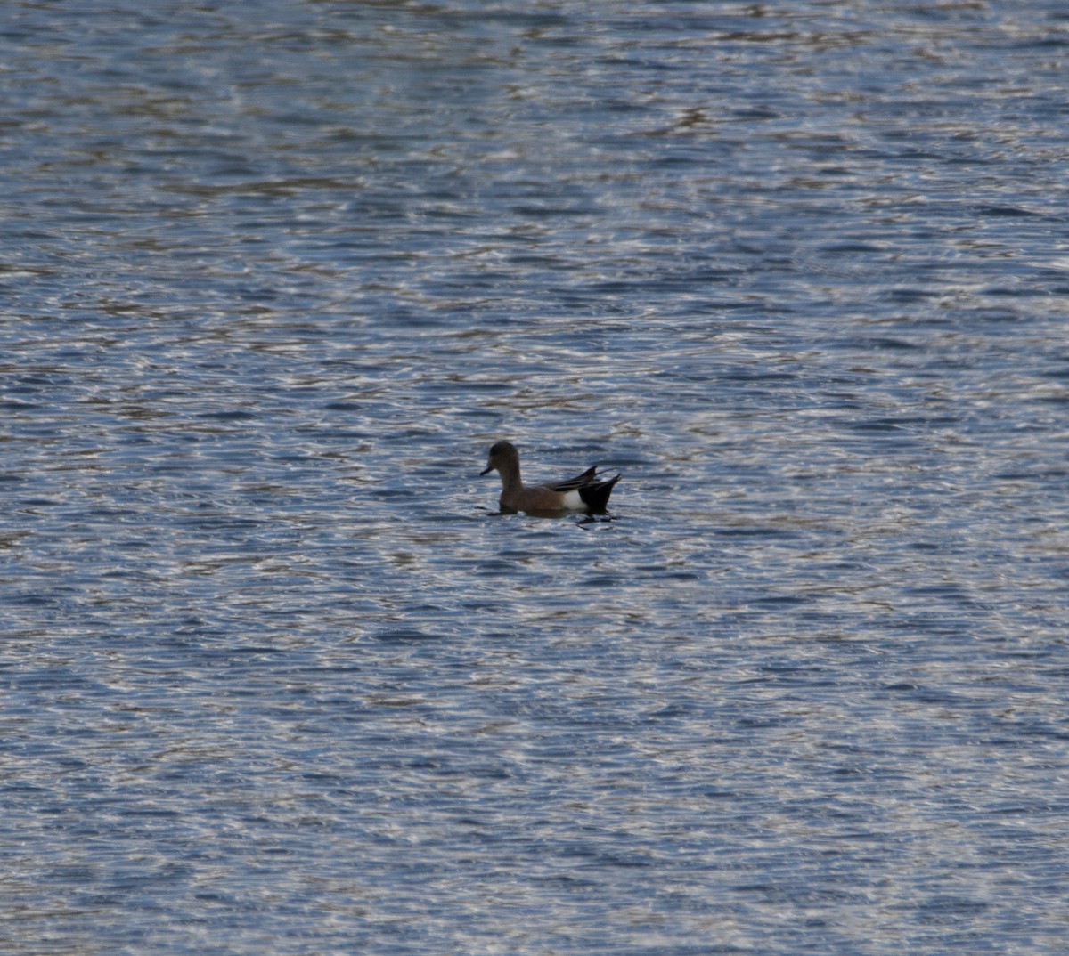 American Wigeon - ML639418155