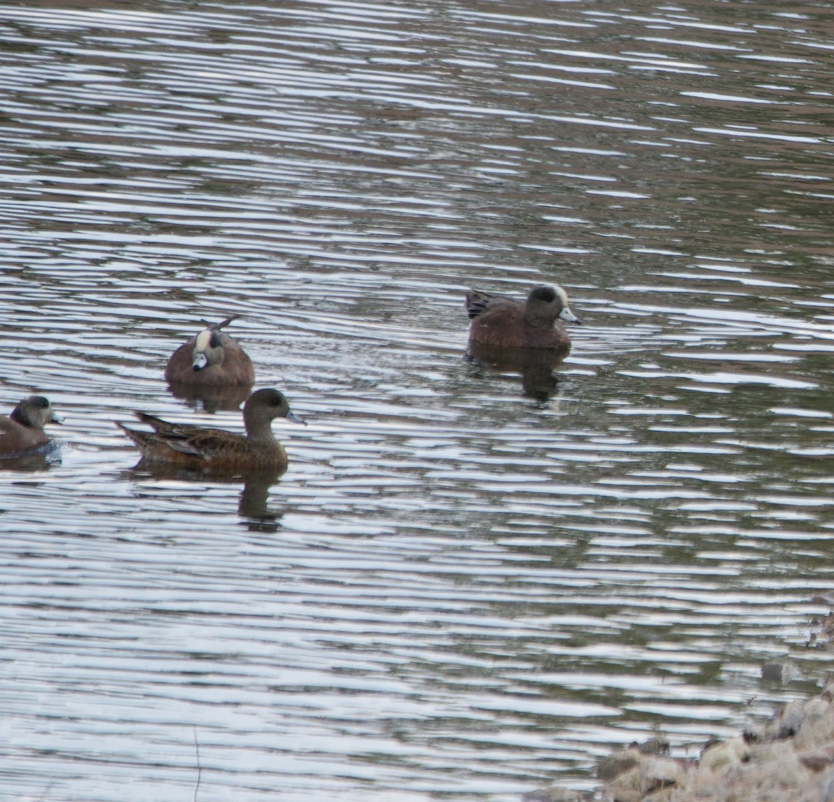 American Wigeon - ML639418163