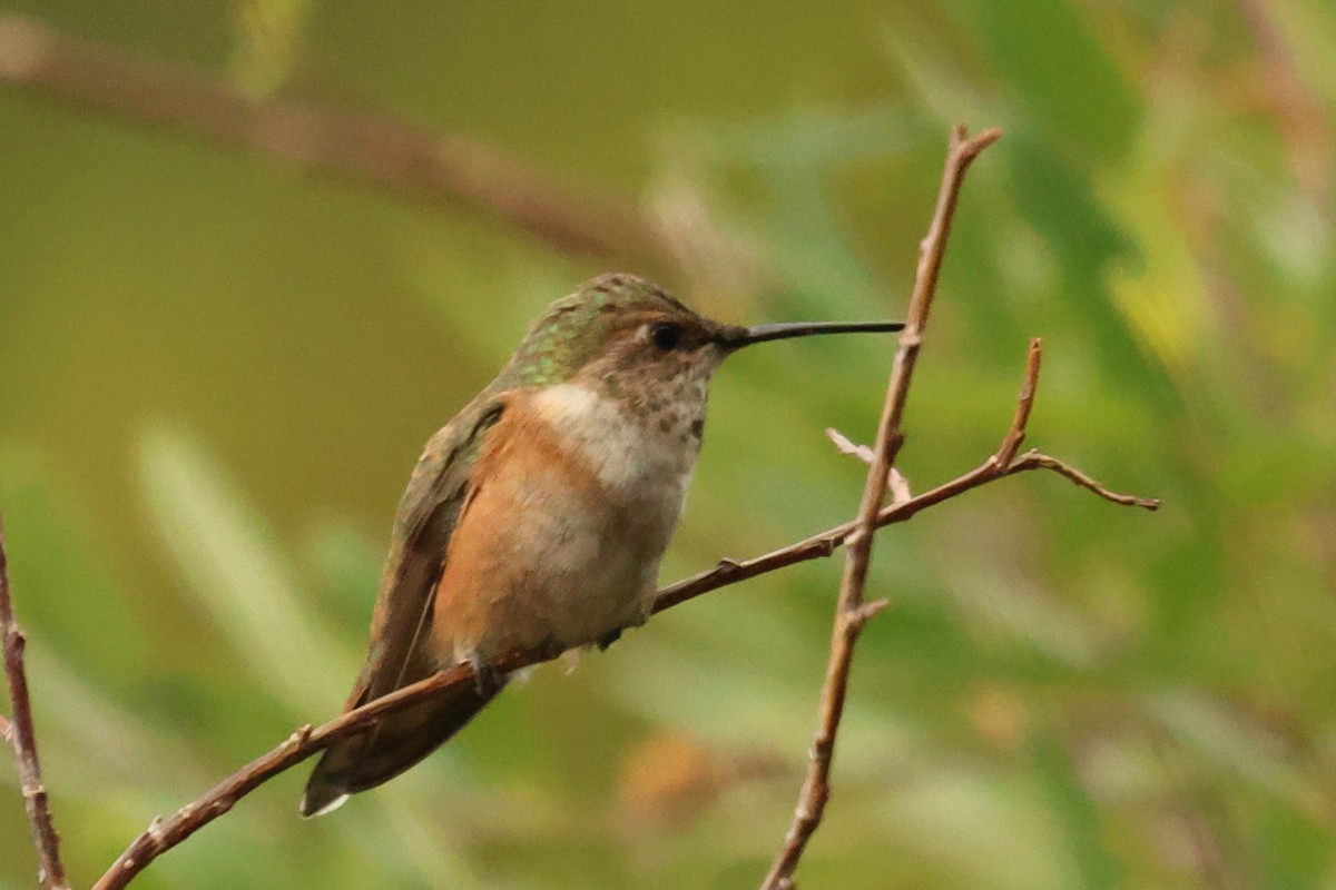 Colibrí Rufo - ML639418167