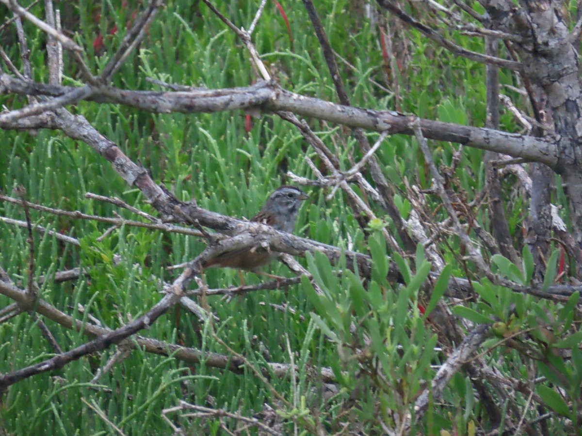 Swamp Sparrow - ML639418347