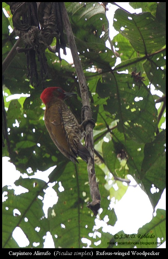 Pic à ailes rousses - ML639418439