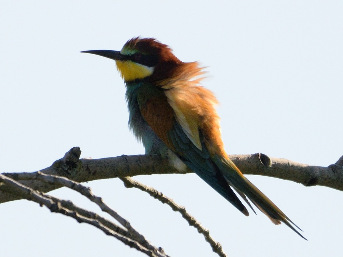 European Bee-eater - ML639418463