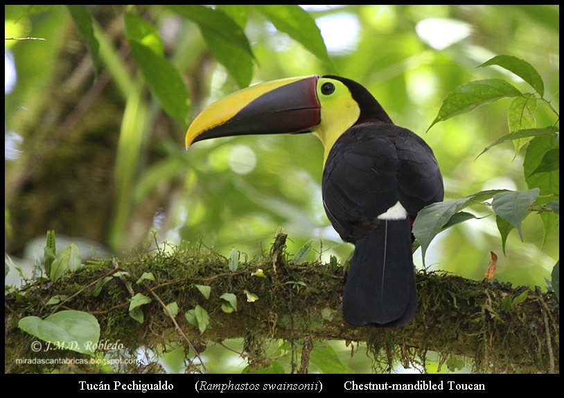 Yellow-throated Toucan (Chestnut-mandibled) - ML639418472