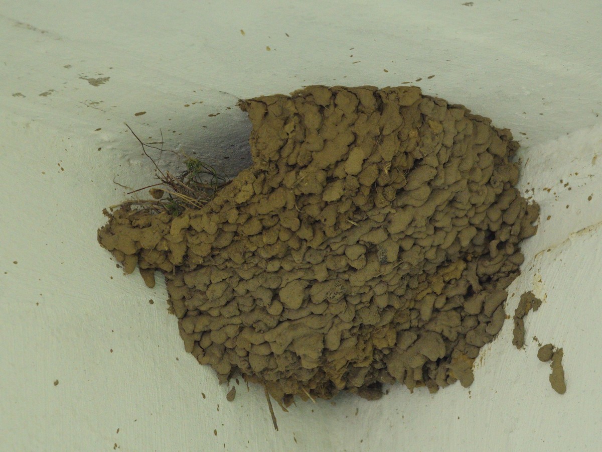 European Red-rumped Swallow - ML639418483