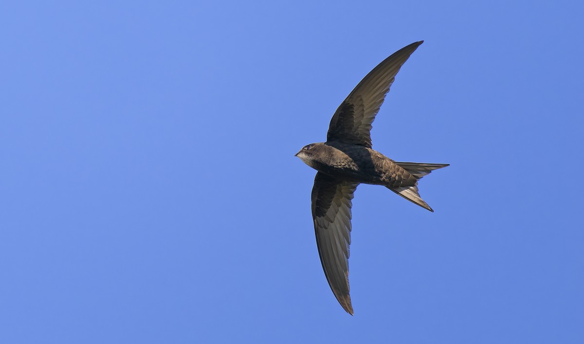 Common Swift - ML639418490