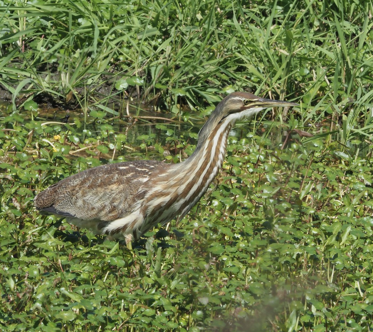 American Bittern - ML639418543