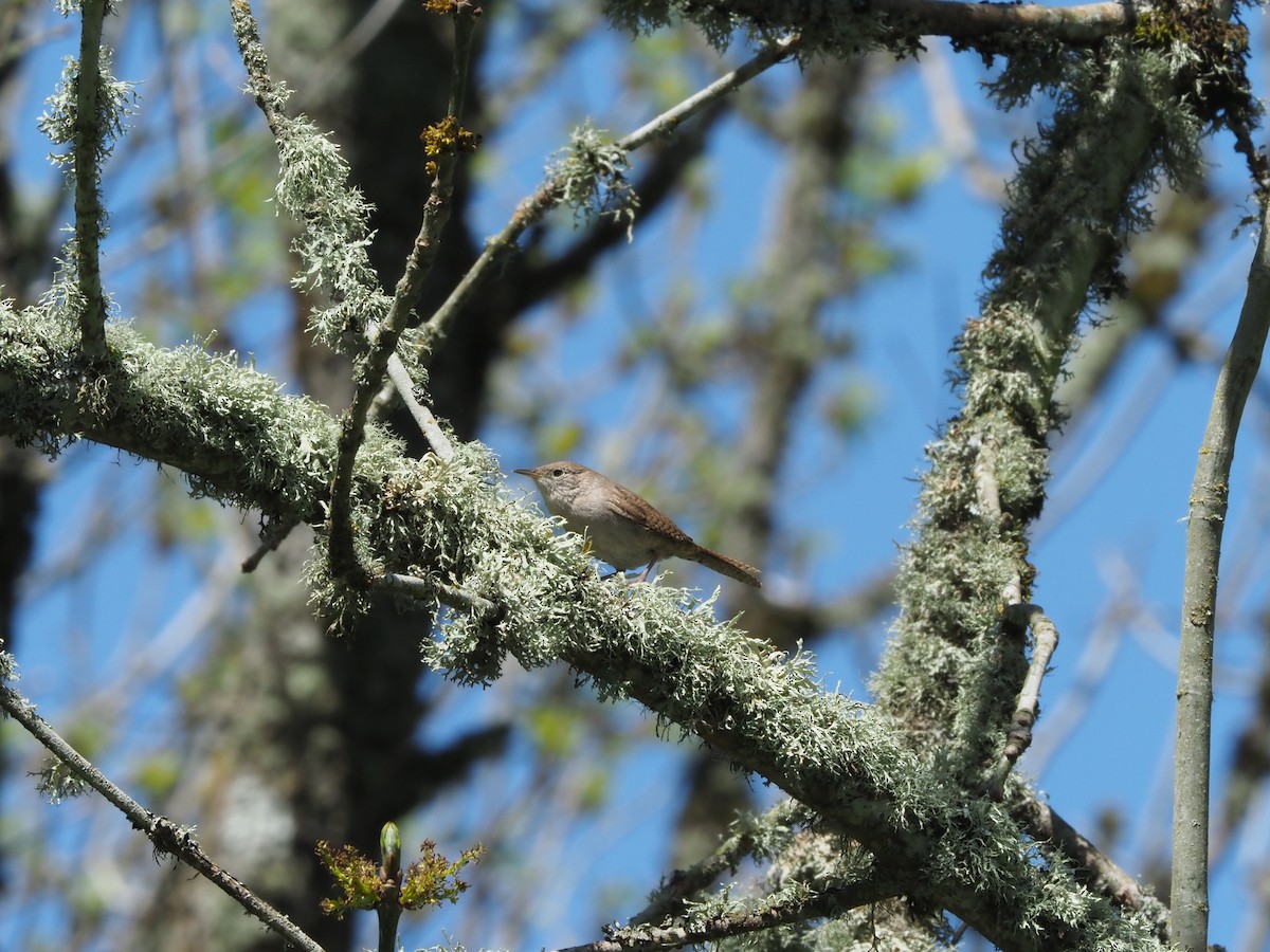Northern House Wren (Northern) - ML639418552