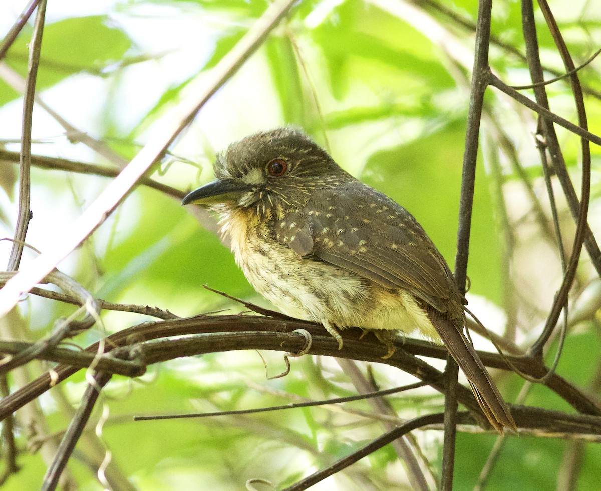 White-whiskered Puffbird - ML639418560