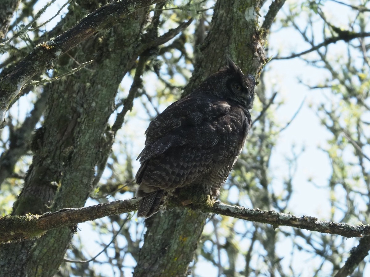 Great Horned Owl - ML639418561