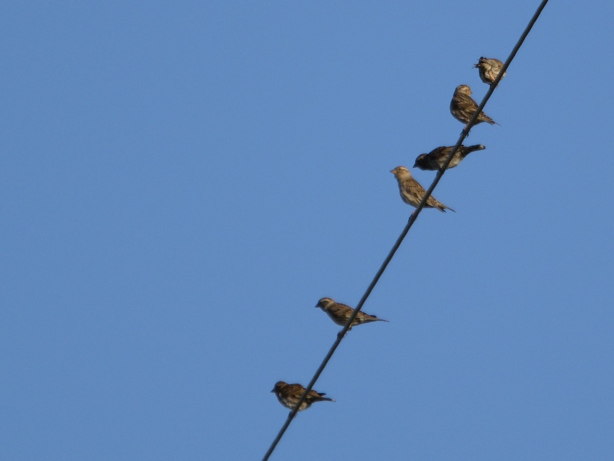Rock Sparrow - ML639418564
