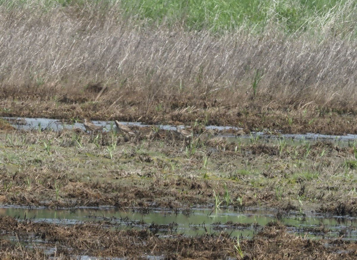 Hudsonian Whimbrel - ML639418576