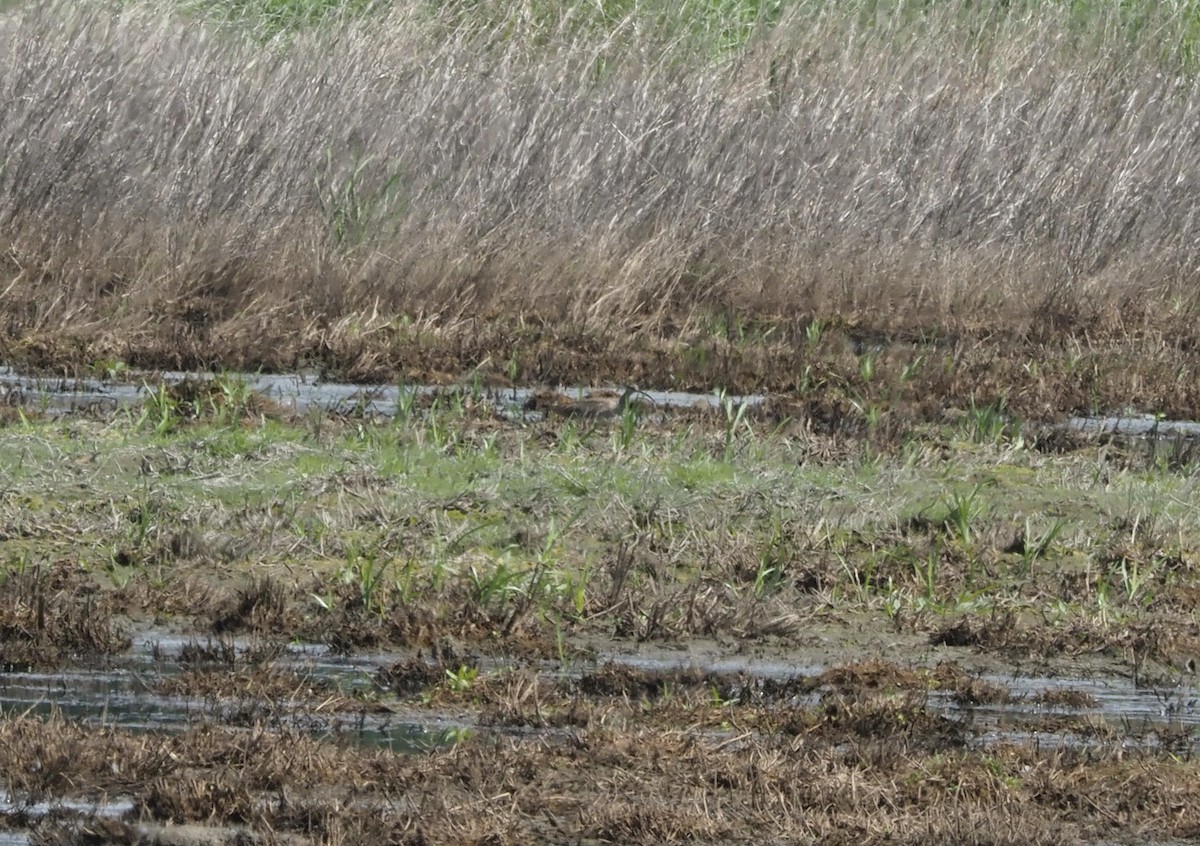 Hudsonian Whimbrel - ML639418577