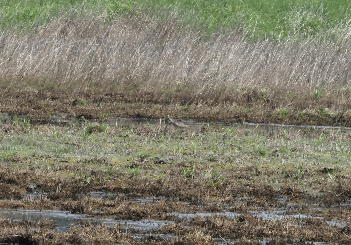 Hudsonian Whimbrel - ML639418579