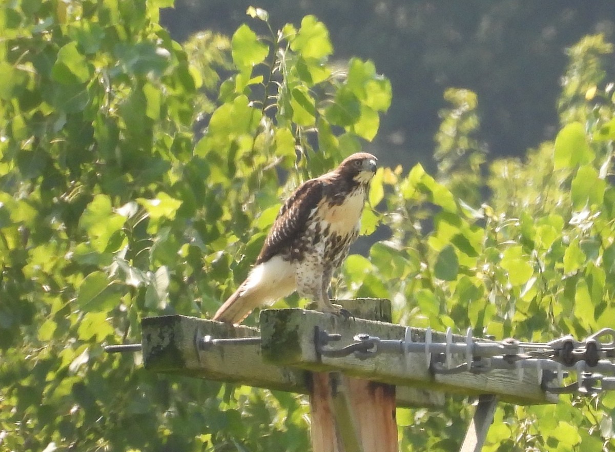 Red-tailed Hawk - ML639418651