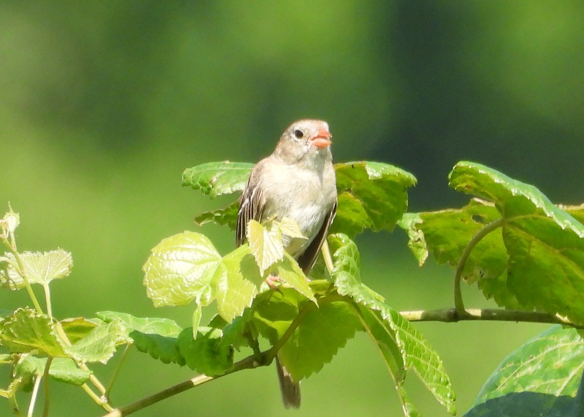 Field Sparrow - ML639418677