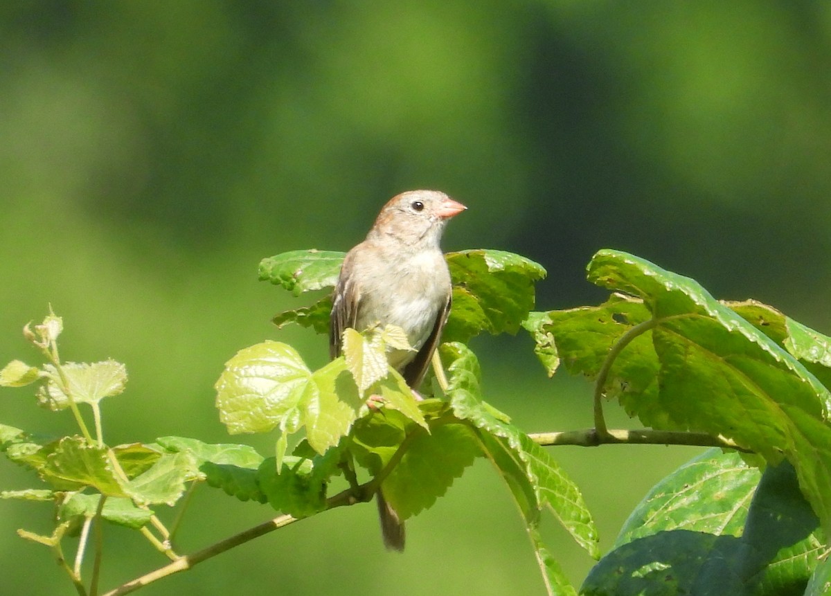 Field Sparrow - ML639418678
