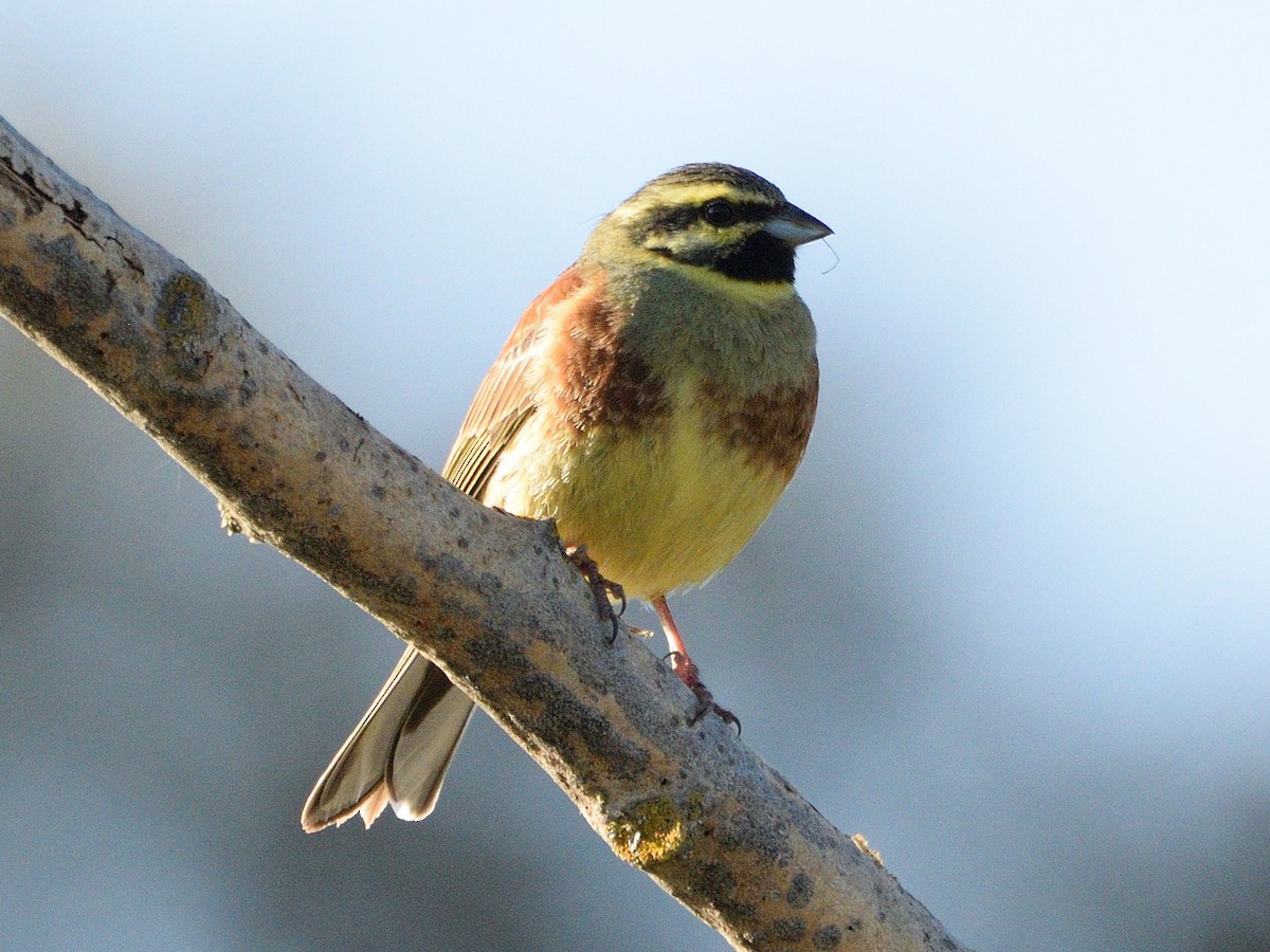 Cirl Bunting - ML639418717