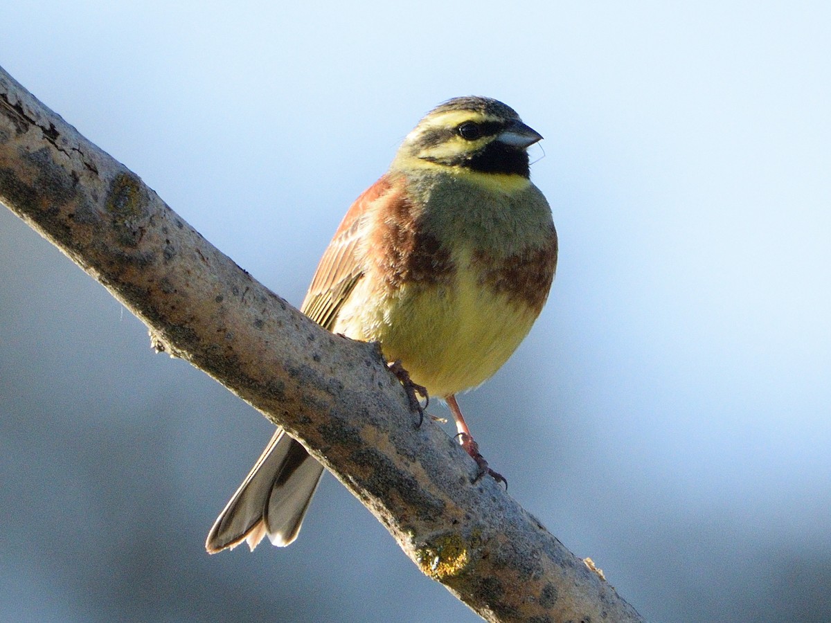 Cirl Bunting - ML639418718