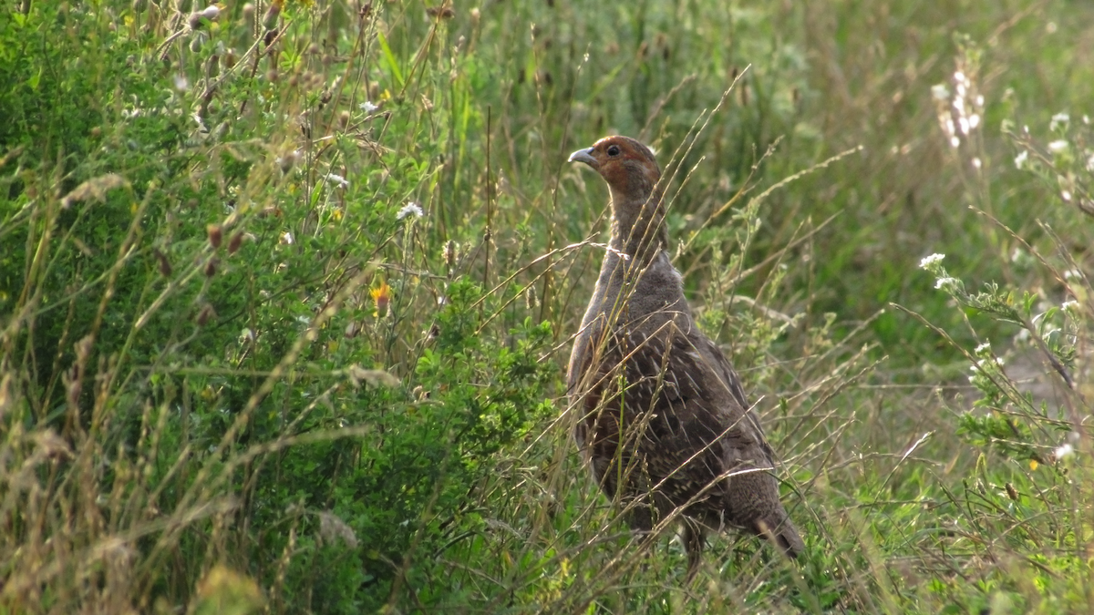 Gray Partridge - ML639418729