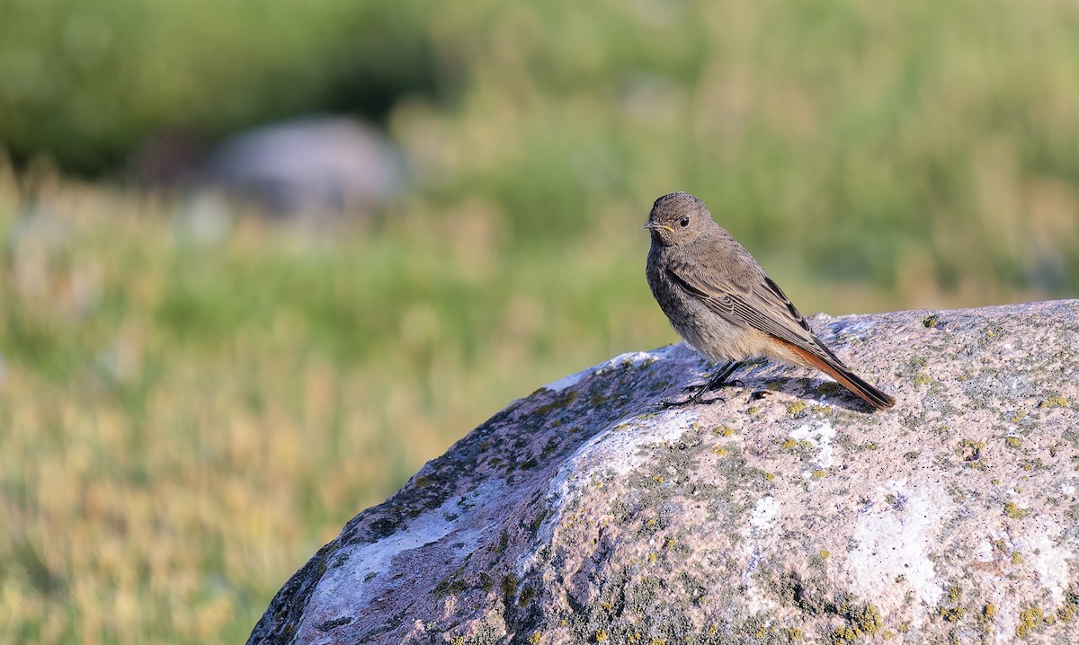 Black Redstart - ML639418866