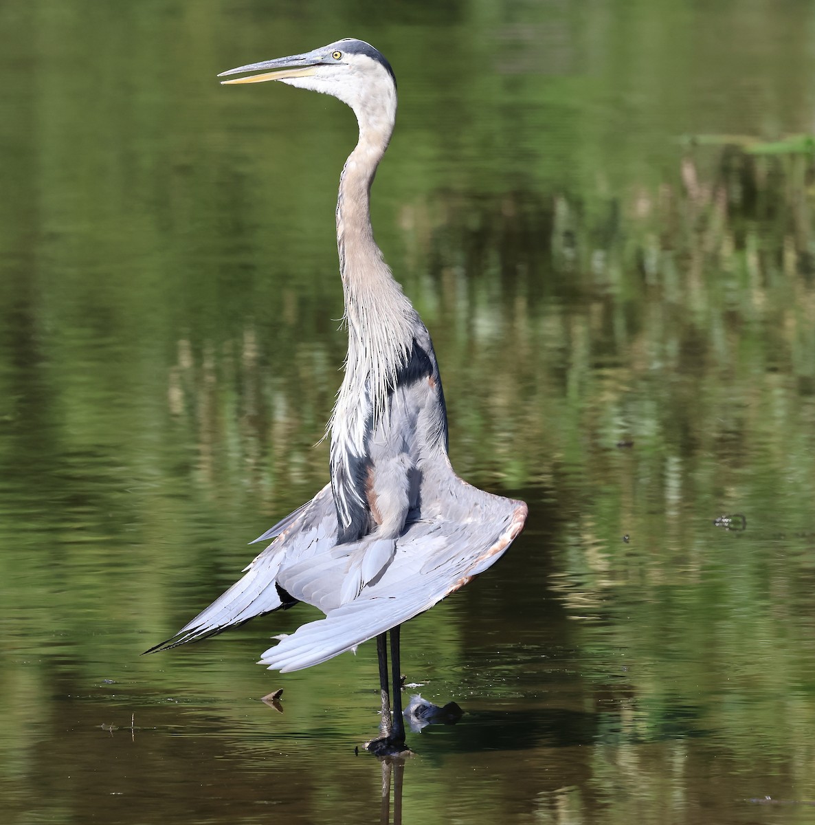 Great Blue Heron - ML639418956