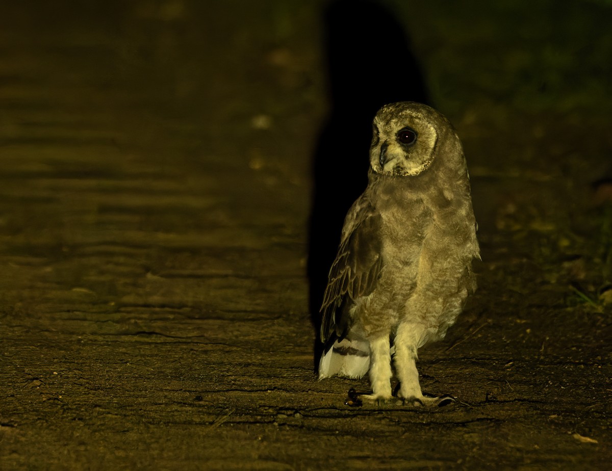 Marsh Owl - ML639418996