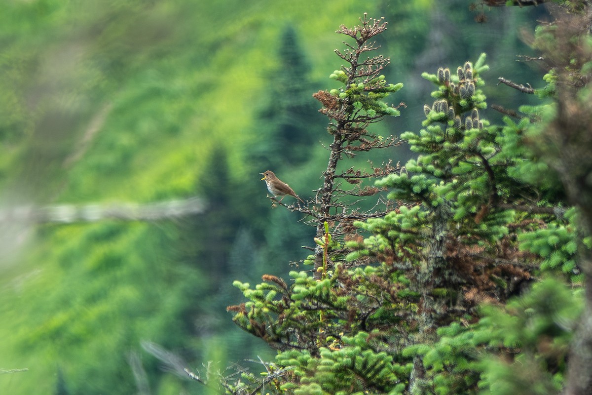drozd newfoundlandský - ML639419012