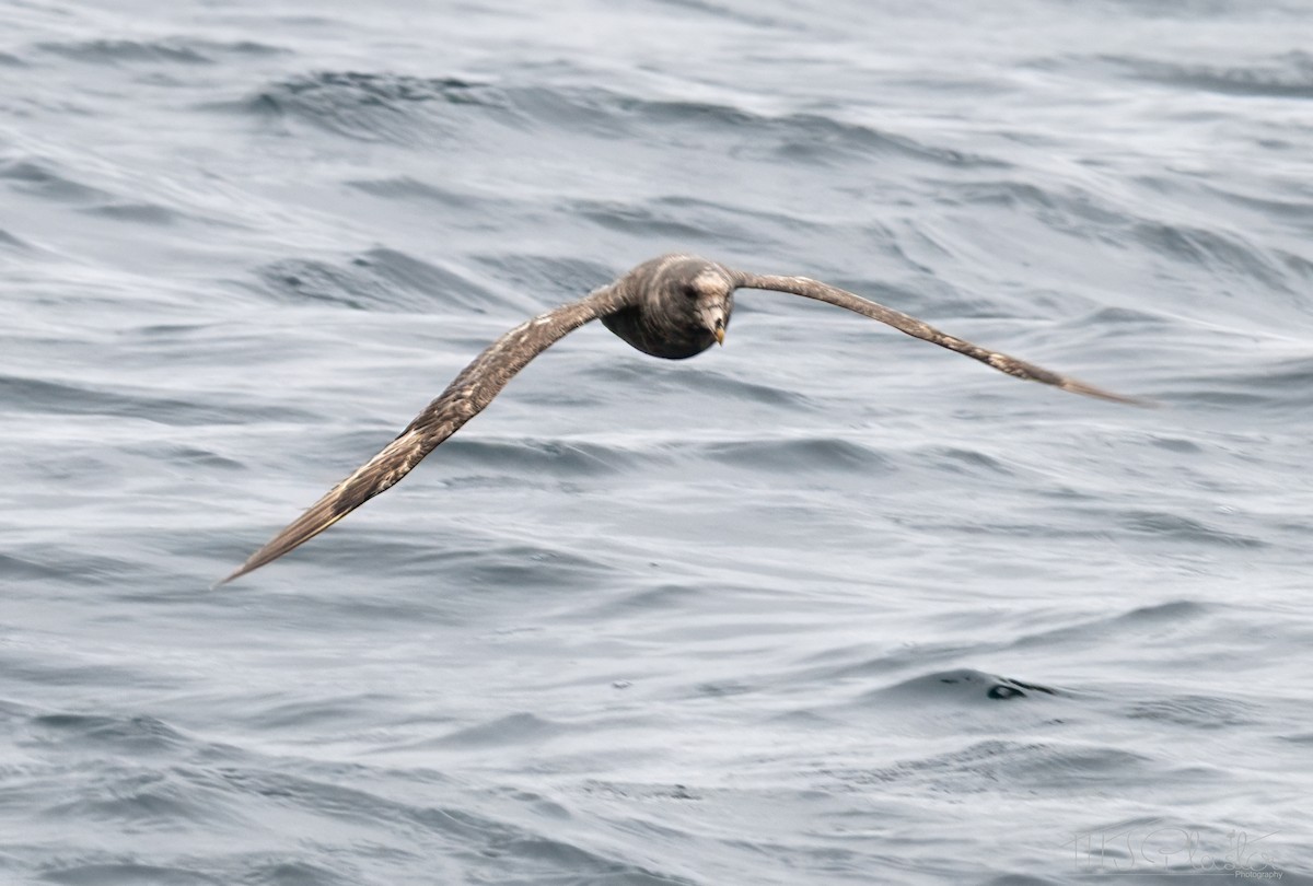 Northern Fulmar (Pacific) - ML639419049