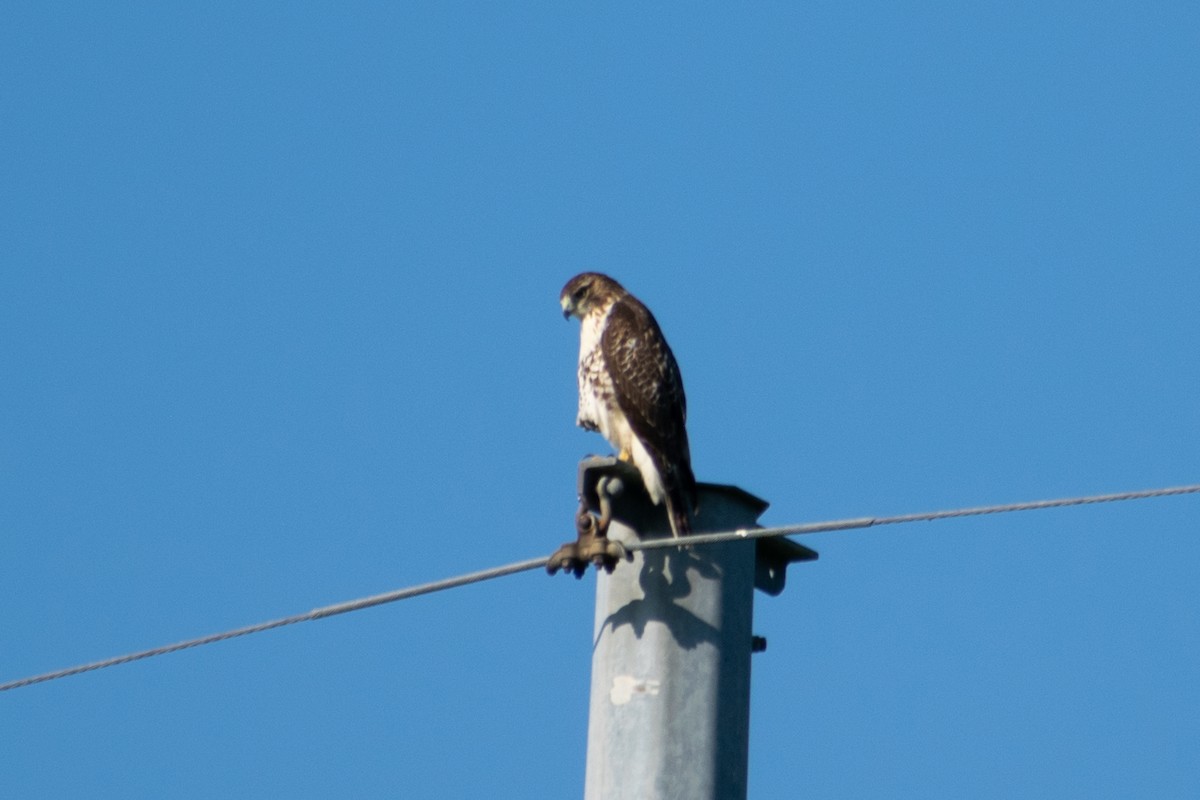 Red-tailed Hawk - ML639419051