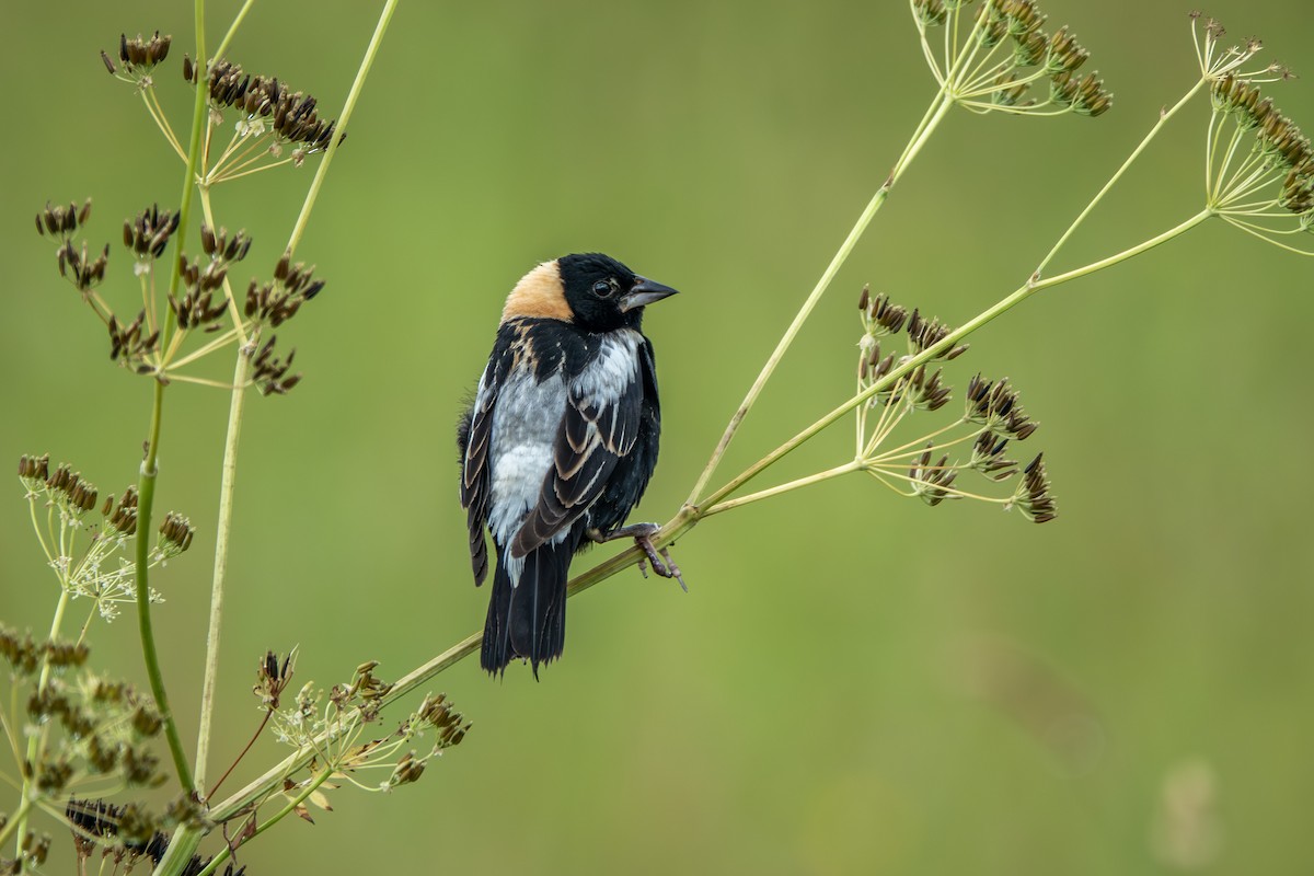 Bobolink - ML639419108