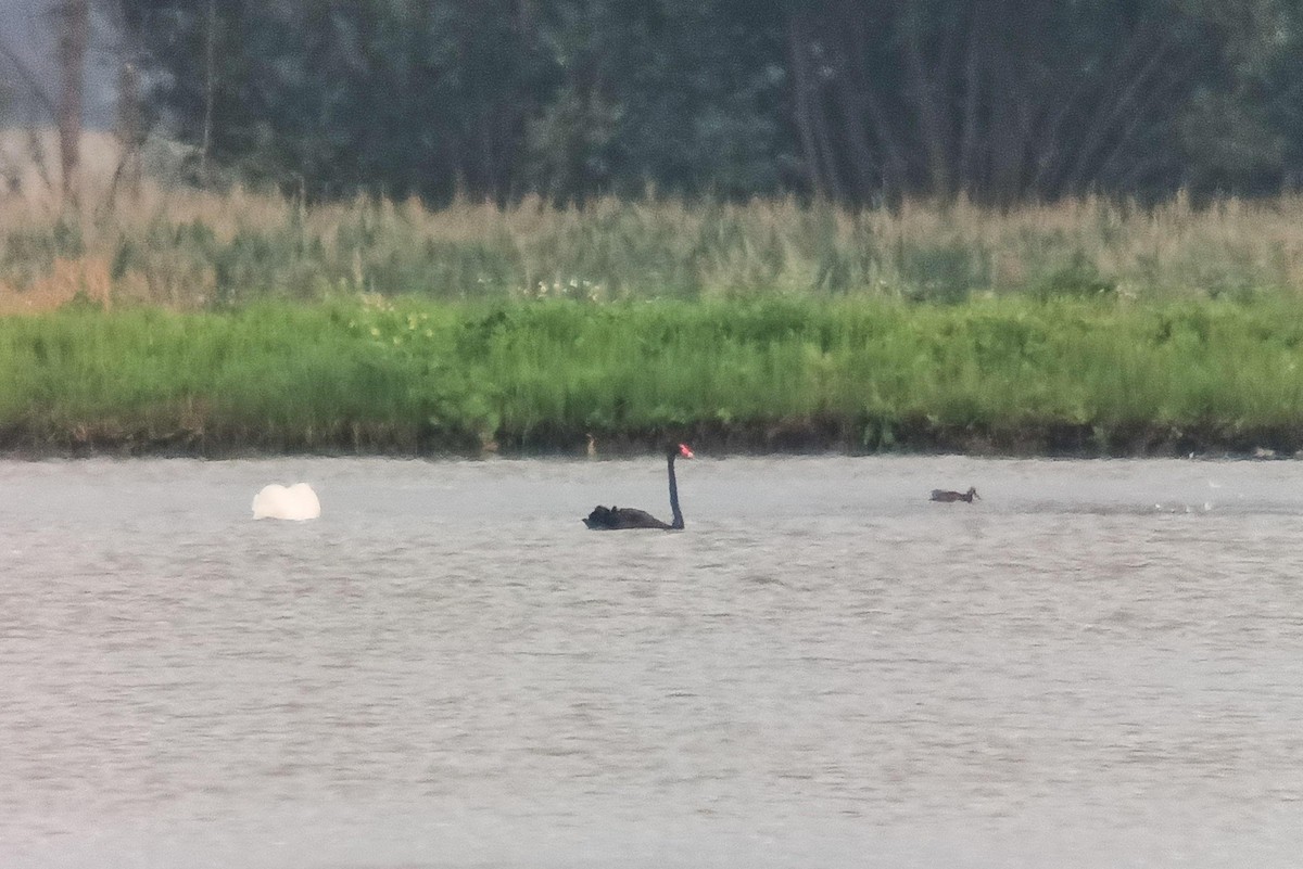 Black Swan - ML639419198