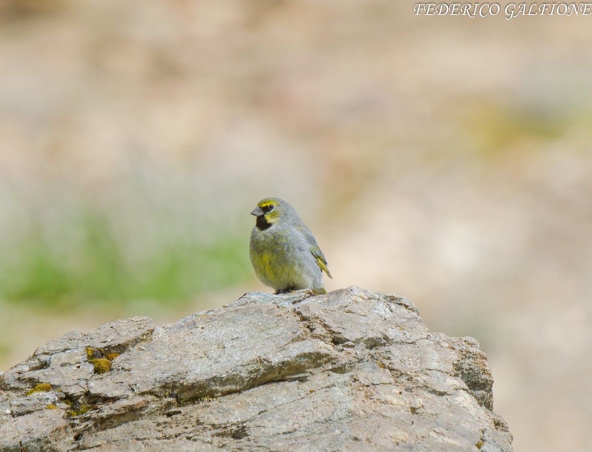 Yellow-bridled Finch - ML639419224