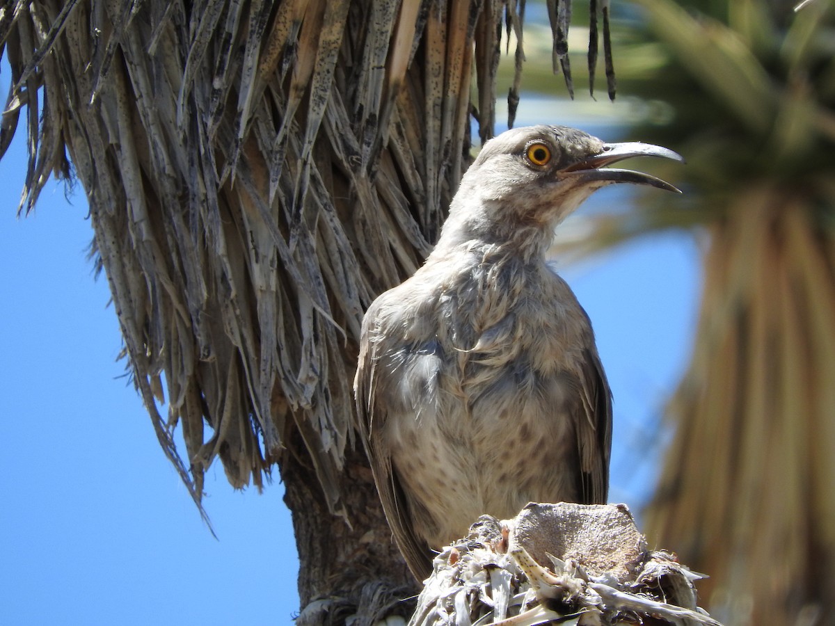 Curve-billed Thrasher - ML63941931