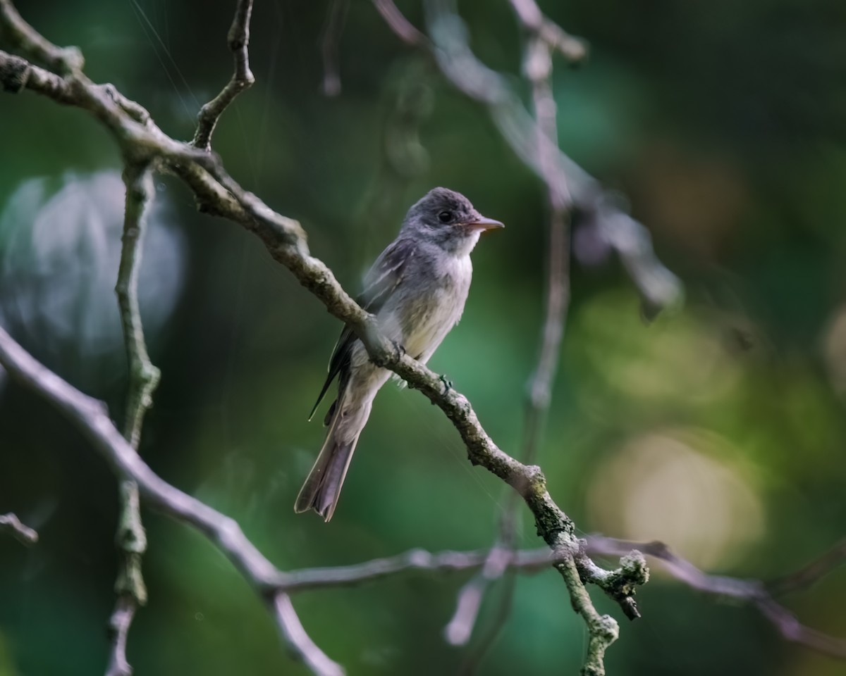 Eastern Wood-Pewee - ML639419362