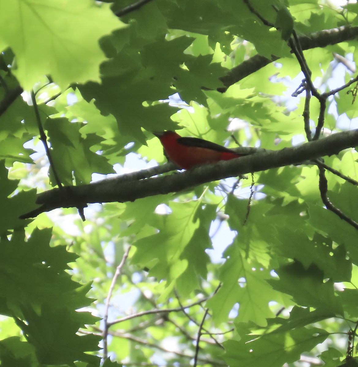 Scarlet Tanager - ML639419376