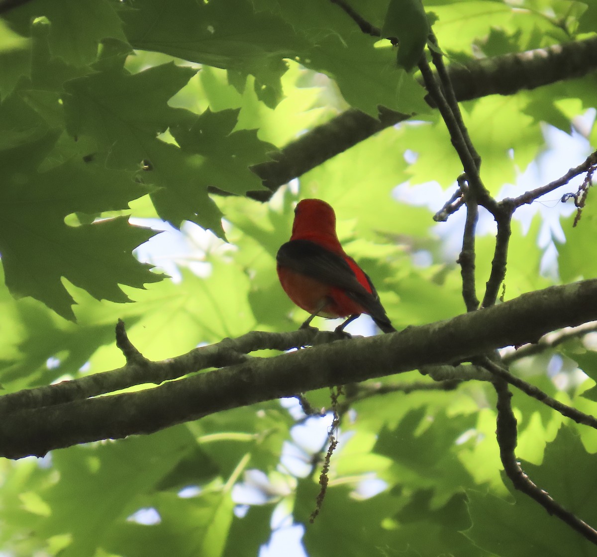 Scarlet Tanager - ML639419382