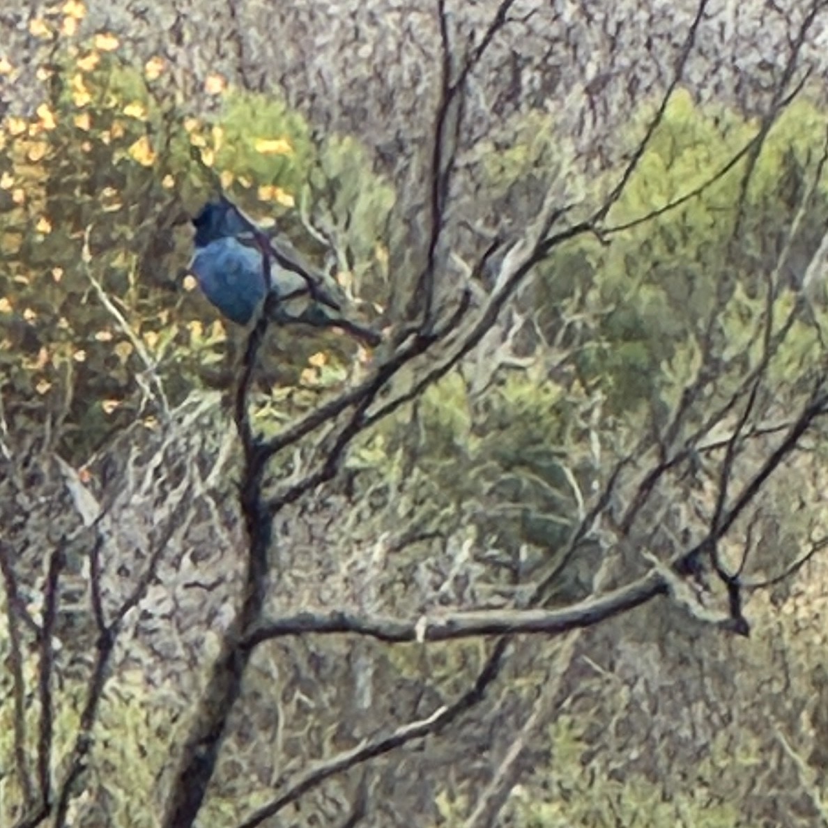Indigo Bunting - ML639419388