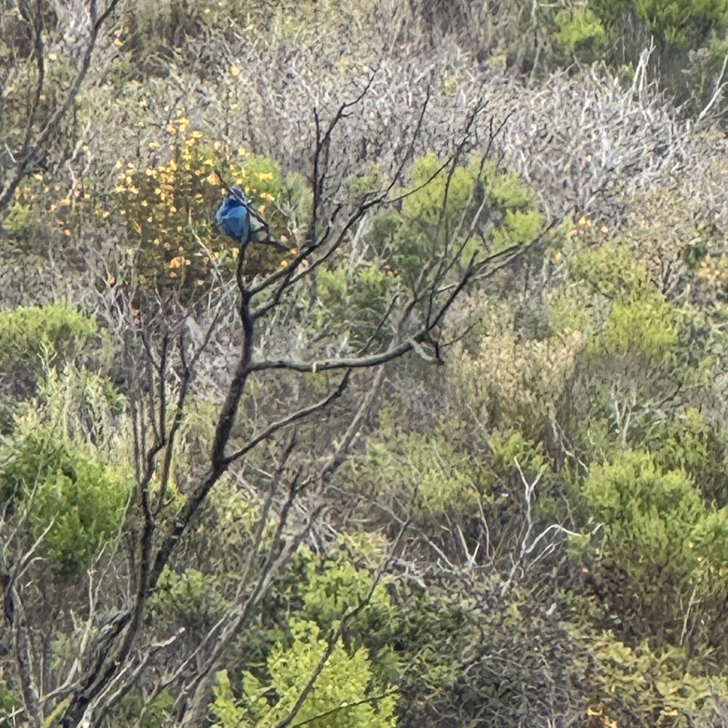 Indigo Bunting - ML639419389